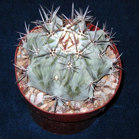 echinocactus 3 - echinocactus