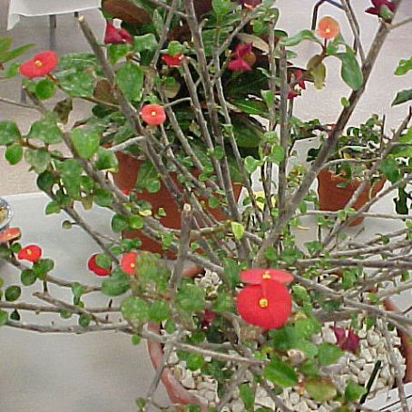 Euphorbia Poinsettia 1 - Steaua Craciunului
