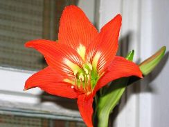 ../plante-si-flori/photos/apartament/amaryllis-4498952.jpg