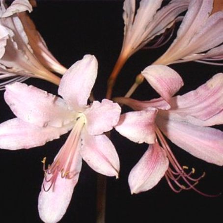amaryllis 1 - crin de iarna