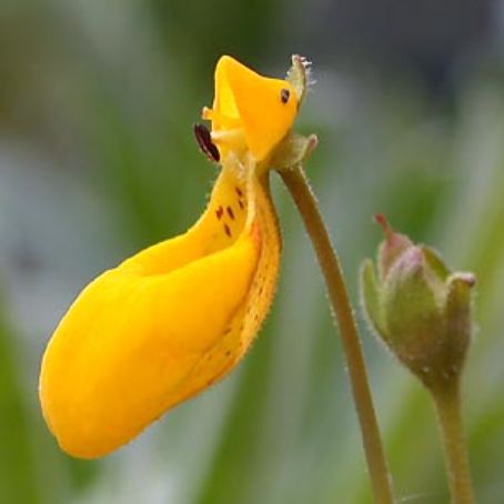 calceolaria 2 - papucii doamnei