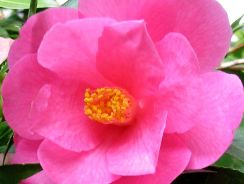 camelia - camellia