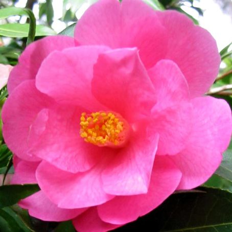 camellia 1 - camelia