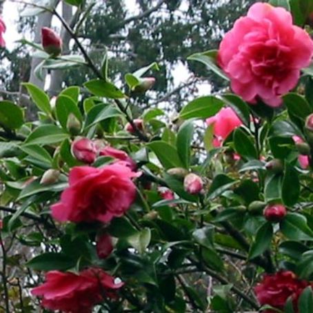 camellia 5 - camelia
