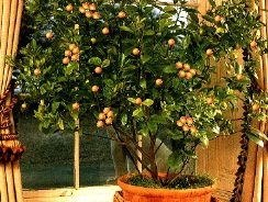 plante citrice - citrus aurantium