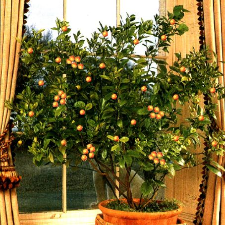 citrus aurantium 1 - plante citrice