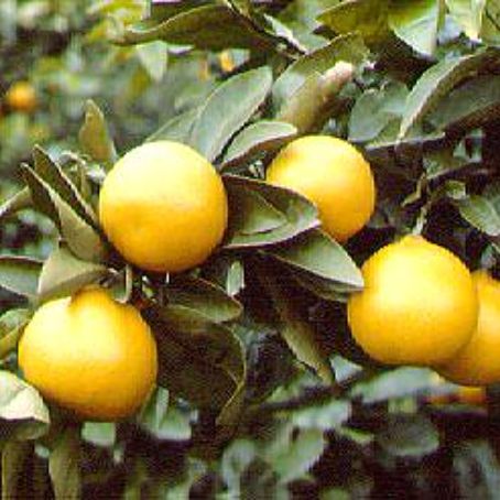 citrus aurantium 5 - plante citrice