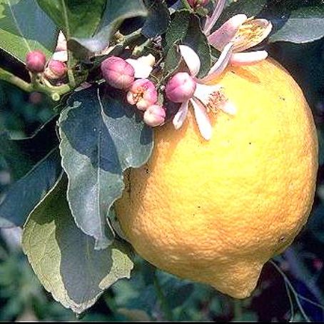 citrus aurantium 4 - plante citrice