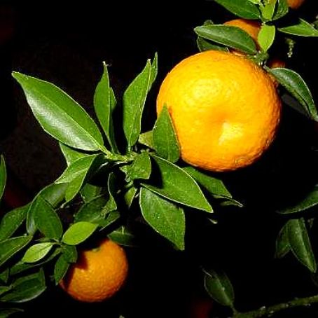 citrus aurantium 3 - plante citrice