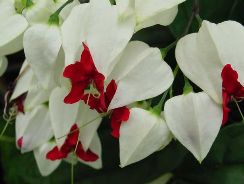 clerodendrum - clerodendrum