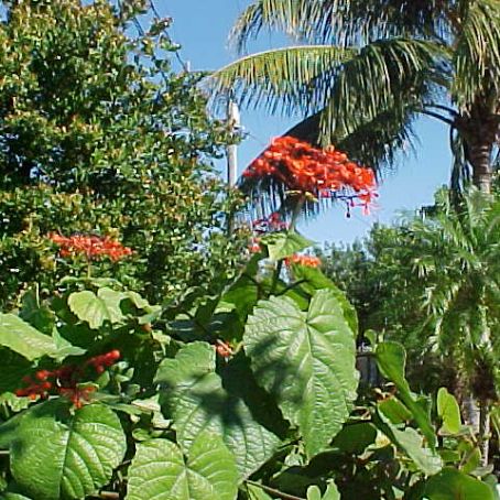 clerodendrum 3 - clerodendrum