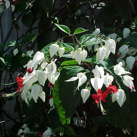 clerodendrum 5 - clerodendrum