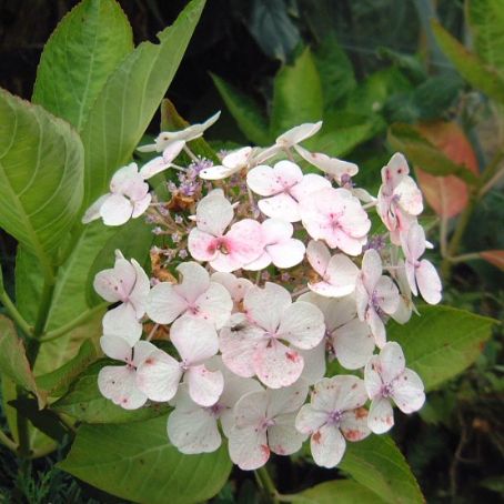 hydrangea 3 - hortensia