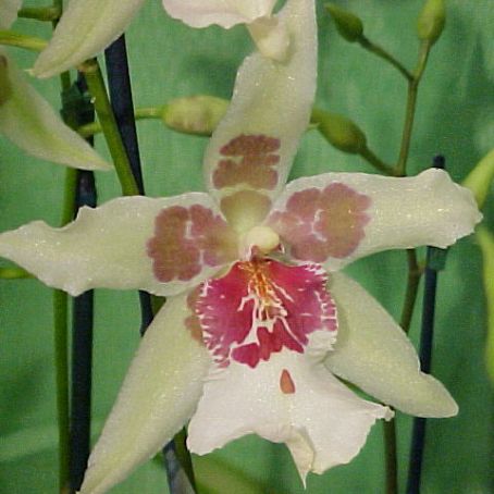 orhidee 5 - orhidee