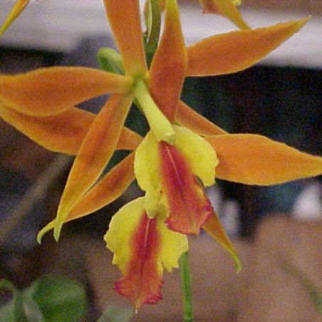 orhidee 3 - orhidee