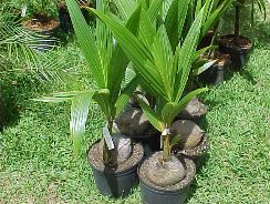 palmieri - palm