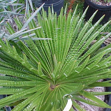 palm 1 - palmieri