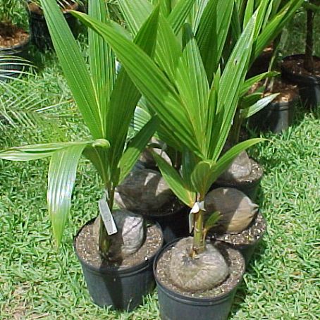 palm 2 - palmieri