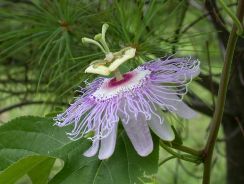 floarea pasiunii - passiflora