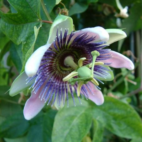 passiflora 3 - floarea pasiunii