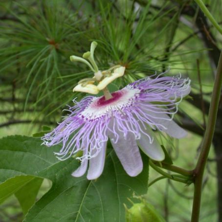 passiflora 1 - floarea pasiunii