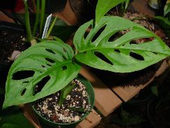 filodendron - philodendron