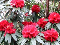rododendron - rhododendron obtusum