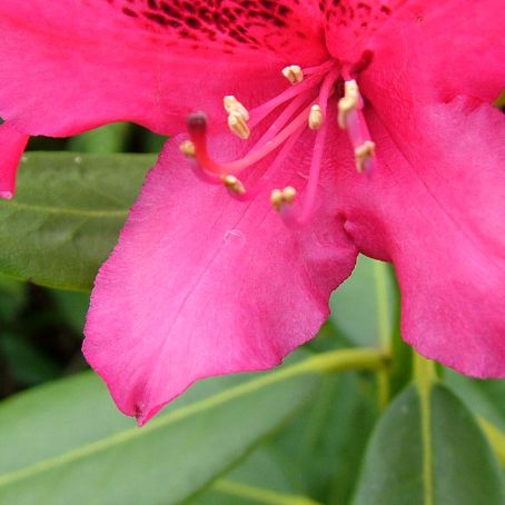 rhododendron obtusum 3 - rododendron