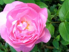 trandafirul - rosa