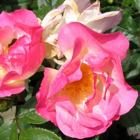 rosa 3 - trandafirul