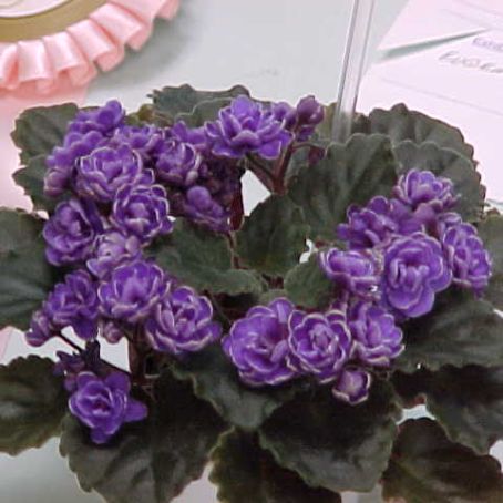 saintpaulia 2 - violete de africa