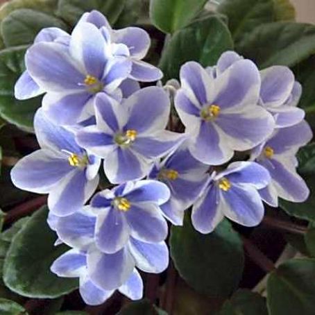 saintpaulia 1 - violete de africa