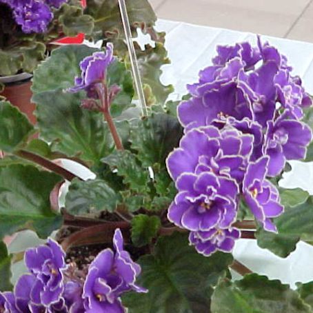 saintpaulia 5 - violete de africa