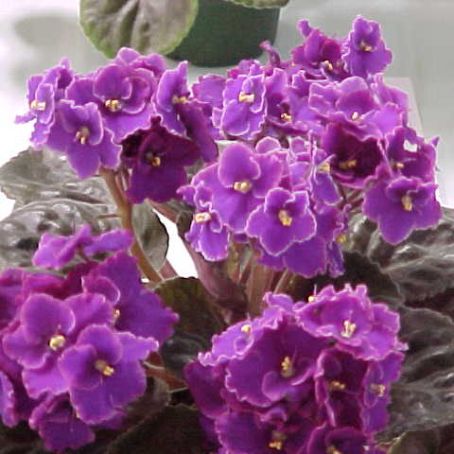 saintpaulia 4 - violete de africa