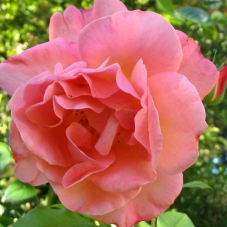 rosa 3 - trandafir