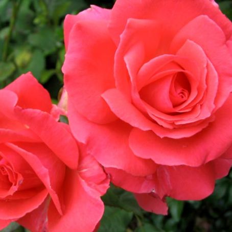 rosa 1 - trandafir