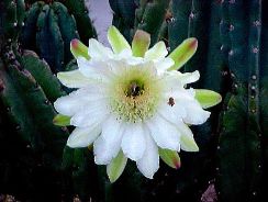 ../plante-si-flori/photos/cactusi/cereus-2489546.jpg