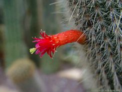 ../plante-si-flori/photos/cactusi/cleistocactus-3864622.jpg