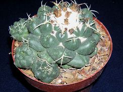 ../plante-si-flori/photos/cactusi/coryphantha-1773463.jpg