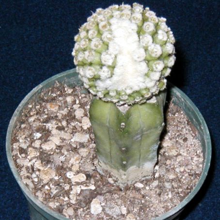 echinocactus 2 - echinocactus