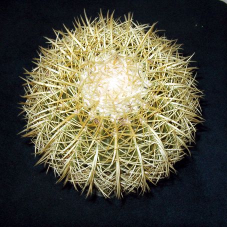 echinocactus 1 - echinocactus
