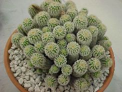 ../plante-si-flori/photos/cactusi/echinocereus-5280636.jpg