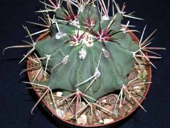 ferocactus - ferocactus
