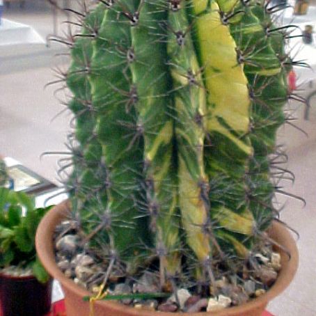 ferocactus 1 - ferocactus