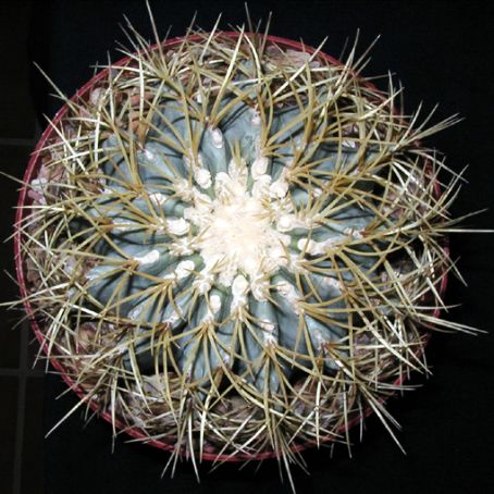 ferocactus 4 - ferocactus