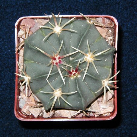 ferocactus 5 - ferocactus