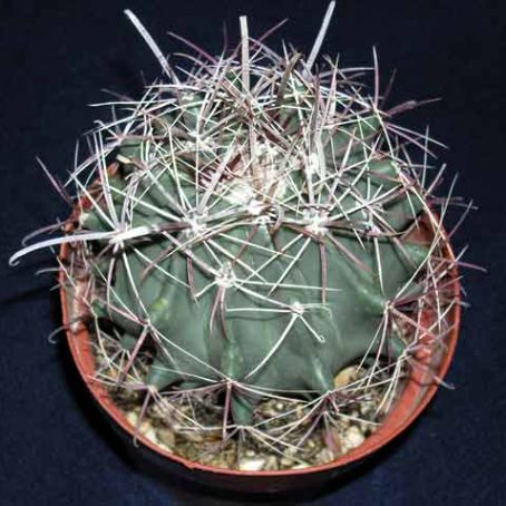 ferocactus 2 - ferocactus