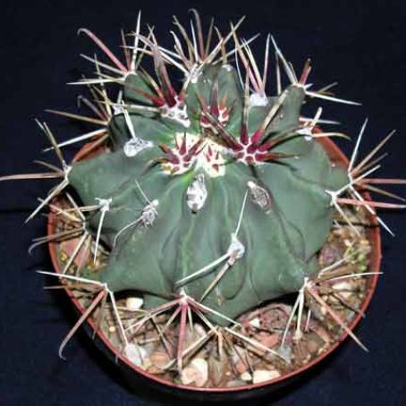 ferocactus 3 - ferocactus