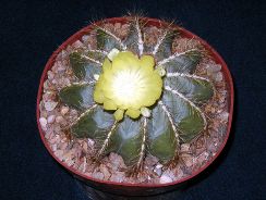 notocactus - notocactus