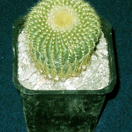 notocactus 3 - notocactus